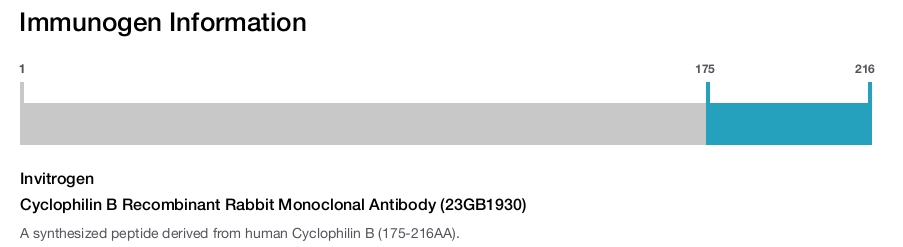 Cyclophilin B Recombinant Rabbit Monoclonal Antibody (23GB1930)