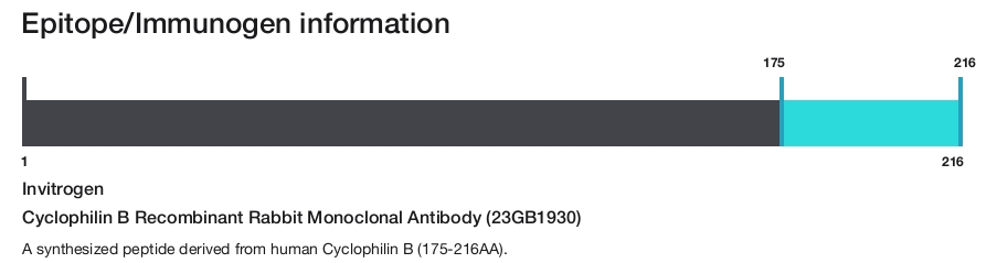 Cyclophilin B Recombinant Rabbit Monoclonal Antibody (23GB1930)