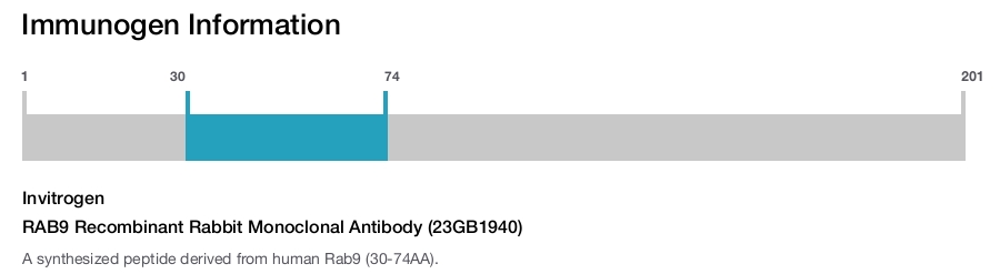 RAB9 Recombinant Rabbit Monoclonal Antibody (23GB1940)