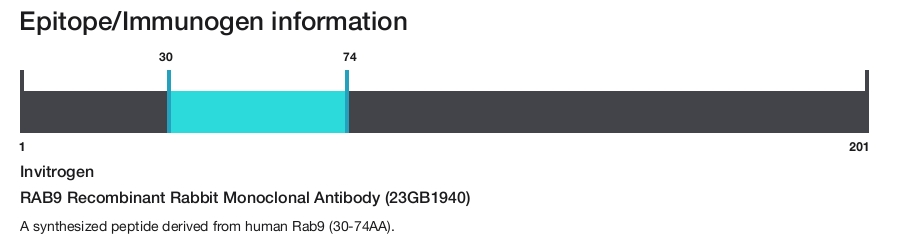 RAB9 Recombinant Rabbit Monoclonal Antibody (23GB1940)