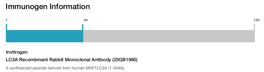 LC3A Recombinant Rabbit Monoclonal Antibody (23GB1960)