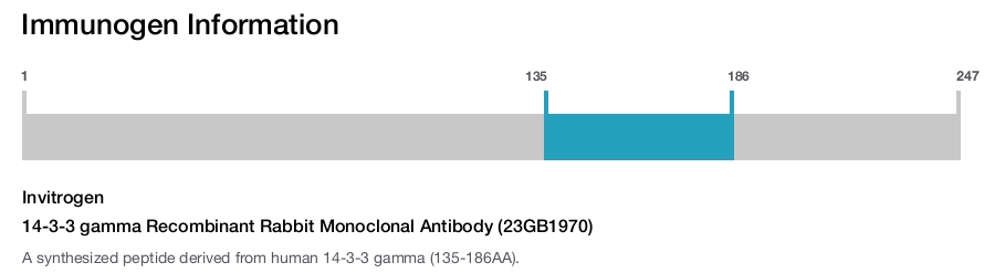 14-3-3 gamma Recombinant Rabbit Monoclonal Antibody (23GB1970)
