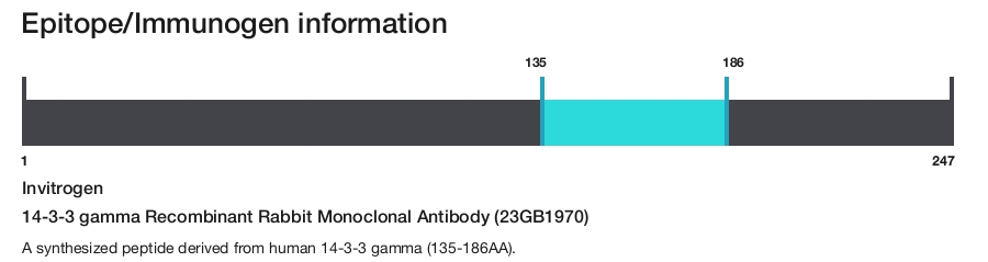 14-3-3 gamma Recombinant Rabbit Monoclonal Antibody (23GB1970)