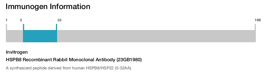 HSPB8 Recombinant Rabbit Monoclonal Antibody (23GB1980)