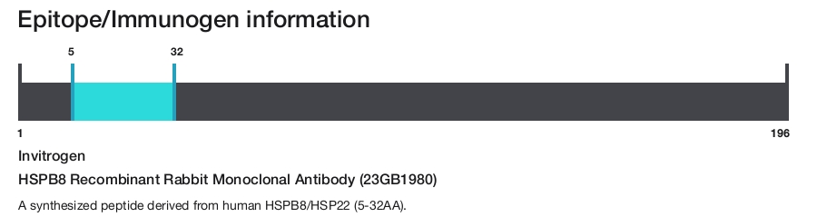 HSPB8 Recombinant Rabbit Monoclonal Antibody (23GB1980)