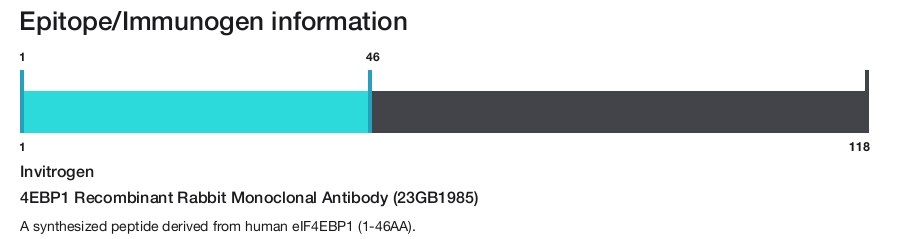 4EBP1 Recombinant Rabbit Monoclonal Antibody (23GB1985)