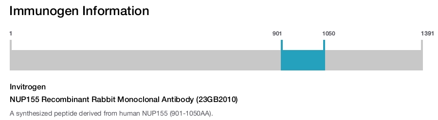 NUP155 Recombinant Rabbit Monoclonal Antibody (23GB2010)