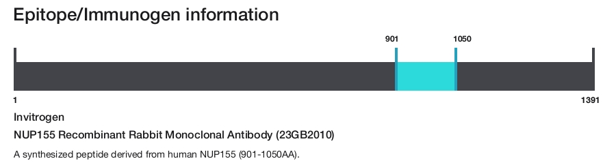NUP155 Recombinant Rabbit Monoclonal Antibody (23GB2010)