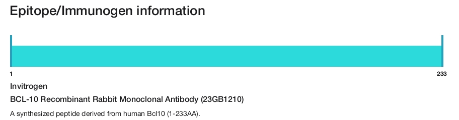 BCL-10 Recombinant Rabbit Monoclonal Antibody (23GB1210)