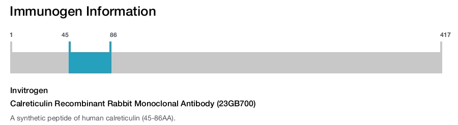 Calreticulin Recombinant Rabbit Monoclonal Antibody (23GB700)