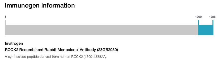 ROCK2 Recombinant Rabbit Monoclonal Antibody (23GB2030)
