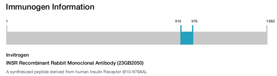 INSR Recombinant Rabbit Monoclonal Antibody (23GB2050)