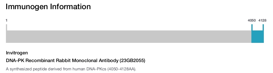 DNA-PK Recombinant Rabbit Monoclonal Antibody (23GB2055)