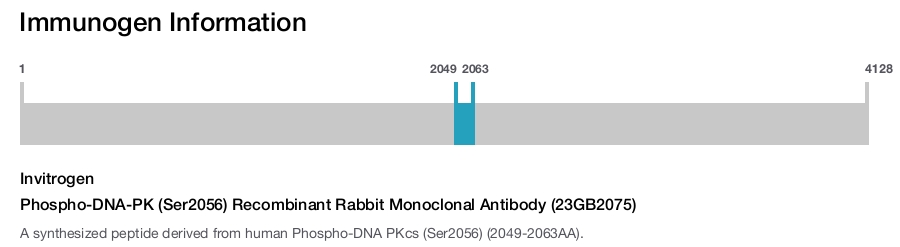 Phospho-DNA-PK (Ser2056) Recombinant Rabbit Monoclonal Antibody (23GB2075)