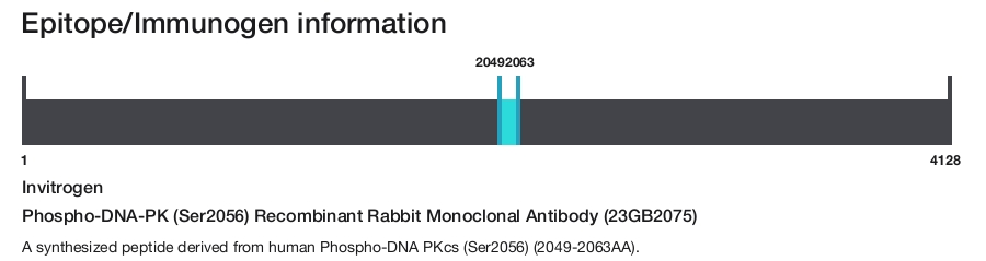 Phospho-DNA-PK (Ser2056) Recombinant Rabbit Monoclonal Antibody (23GB2075)