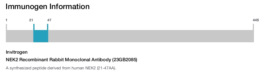 NEK2 Recombinant Rabbit Monoclonal Antibody (23GB2085)
