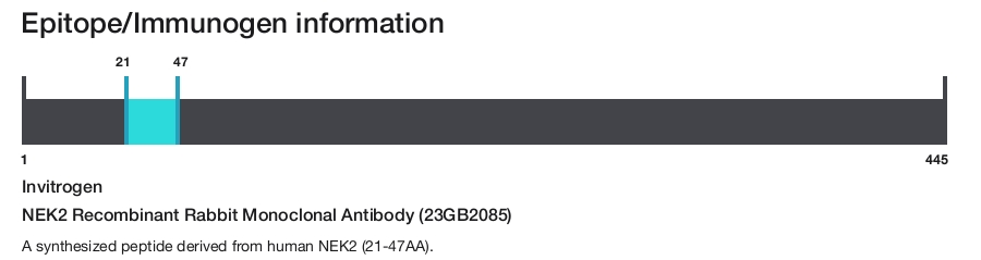 NEK2 Recombinant Rabbit Monoclonal Antibody (23GB2085)