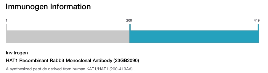HAT1 Recombinant Rabbit Monoclonal Antibody (23GB2090)