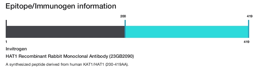 HAT1 Recombinant Rabbit Monoclonal Antibody (23GB2090)