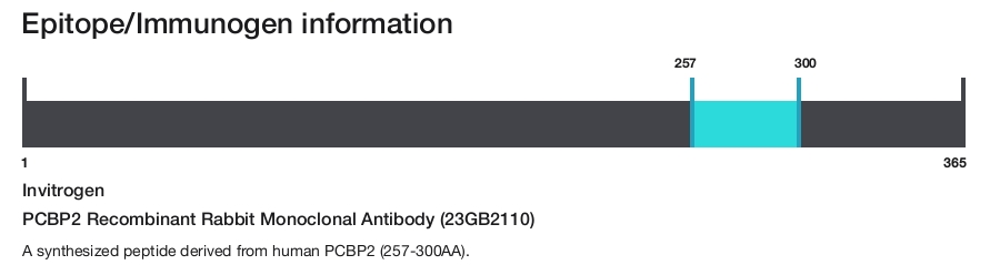 PCBP2 Recombinant Rabbit Monoclonal Antibody (23GB2110)