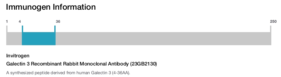 Galectin 3 Recombinant Rabbit Monoclonal Antibody (23GB2130)
