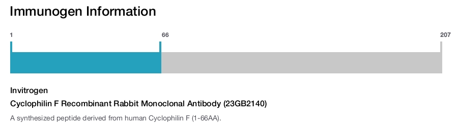 Cyclophilin F Recombinant Rabbit Monoclonal Antibody (23GB2140)