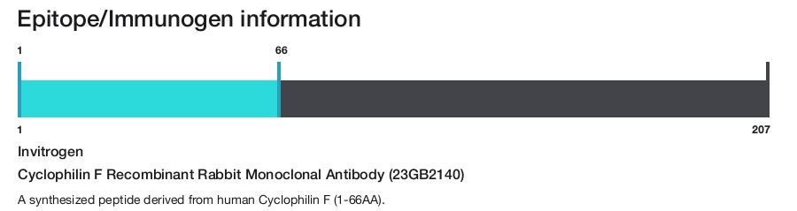 Cyclophilin F Recombinant Rabbit Monoclonal Antibody (23GB2140)