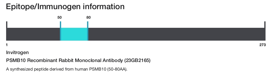 PSMB10 Recombinant Rabbit Monoclonal Antibody (23GB2165)