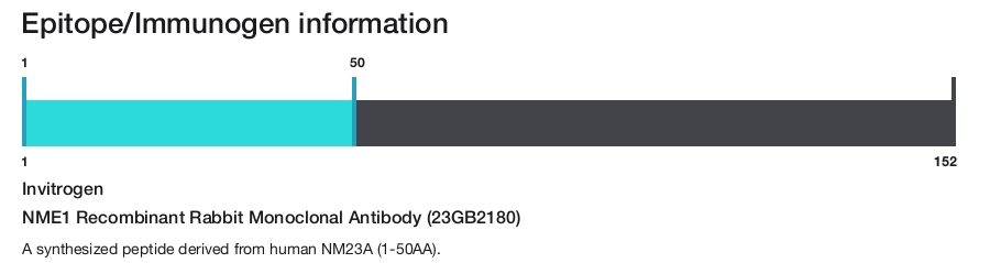NME1 Recombinant Rabbit Monoclonal Antibody (23GB2180)
