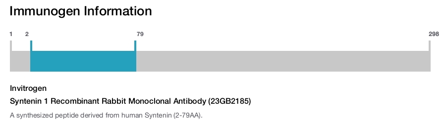 Syntenin 1 Recombinant Rabbit Monoclonal Antibody (23GB2185)