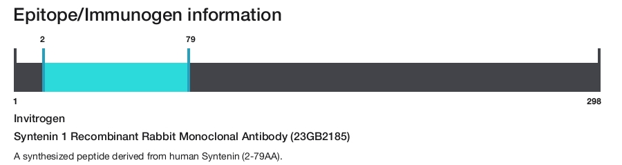 Syntenin 1 Recombinant Rabbit Monoclonal Antibody (23GB2185)