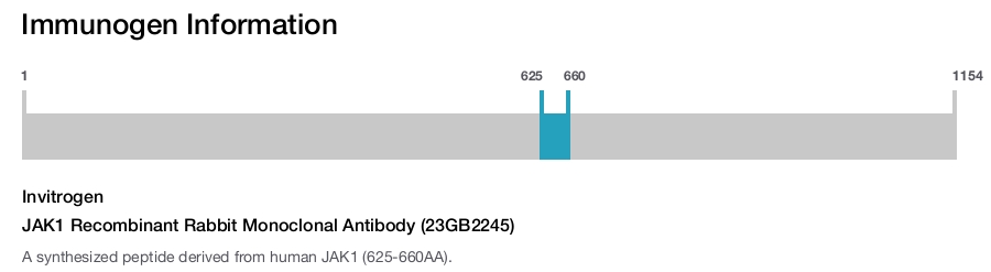 JAK1 Recombinant Rabbit Monoclonal Antibody (23GB2245)