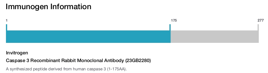 Caspase 3 Recombinant Rabbit Monoclonal Antibody (23GB2280)
