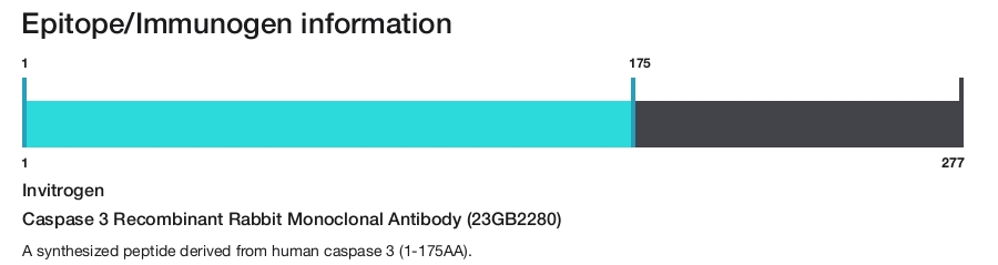 Caspase 3 Recombinant Rabbit Monoclonal Antibody (23GB2280)
