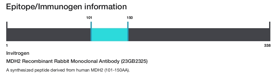 MDH2 Recombinant Rabbit Monoclonal Antibody (23GB2325)
