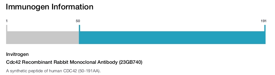 Cdc42 Recombinant Rabbit Monoclonal Antibody (23GB740)