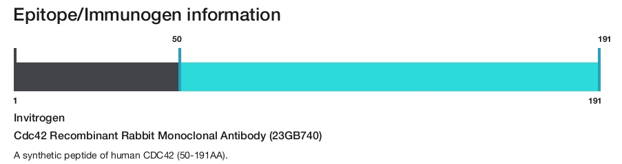 Cdc42 Recombinant Rabbit Monoclonal Antibody (23GB740)