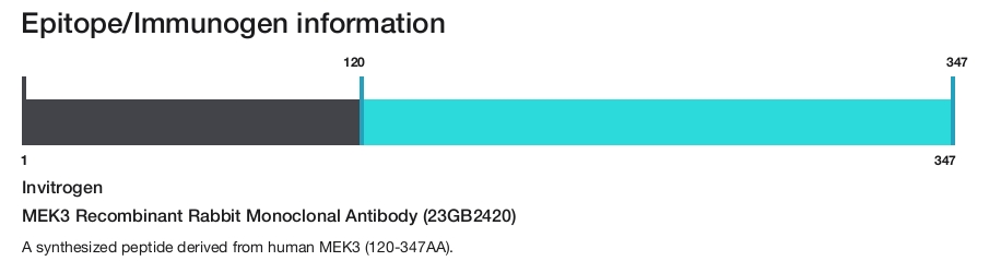 MEK3 Recombinant Rabbit Monoclonal Antibody (23GB2420)