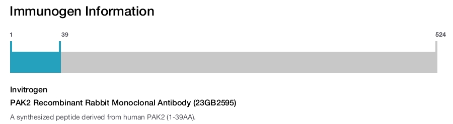 PAK2 Recombinant Rabbit Monoclonal Antibody (23GB2595)