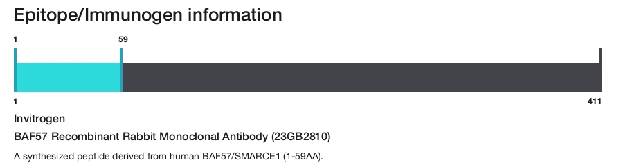 BAF57 Recombinant Rabbit Monoclonal Antibody (23GB2810)