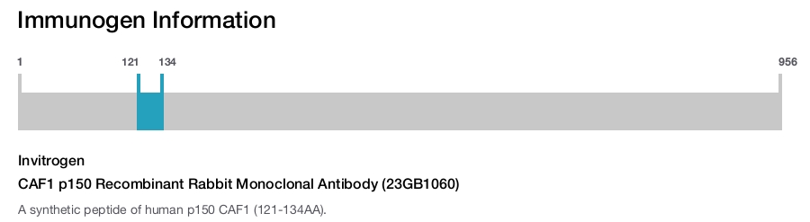 CAF1 p150 Recombinant Rabbit Monoclonal Antibody (23GB1060)