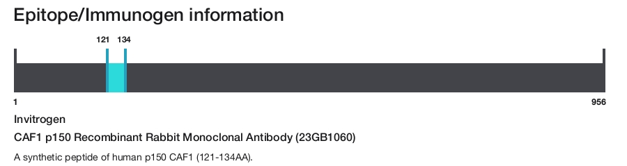 CAF1 p150 Recombinant Rabbit Monoclonal Antibody (23GB1060)