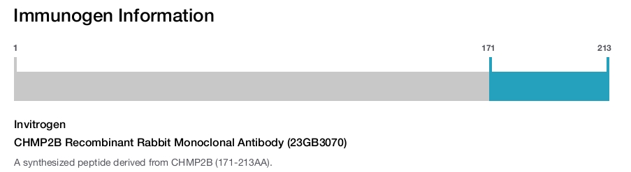 CHMP2B Recombinant Rabbit Monoclonal Antibody (23GB3070)