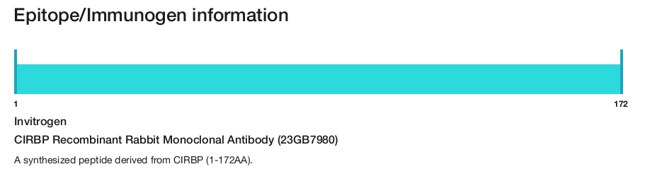 CIRBP Recombinant Rabbit Monoclonal Antibody (23GB7980)