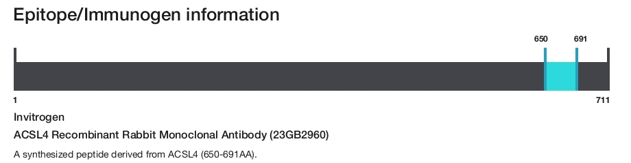 ACSL4 Recombinant Rabbit Monoclonal Antibody (23GB2960)