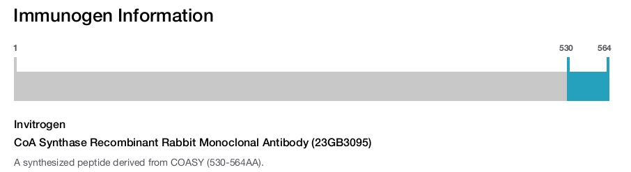 CoA Synthase Recombinant Rabbit Monoclonal Antibody (23GB3095)