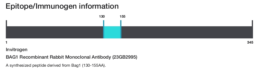 BAG1 Recombinant Rabbit Monoclonal Antibody (23GB2995)