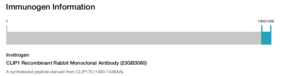 CLIP1 Recombinant Rabbit Monoclonal Antibody (23GB3080)