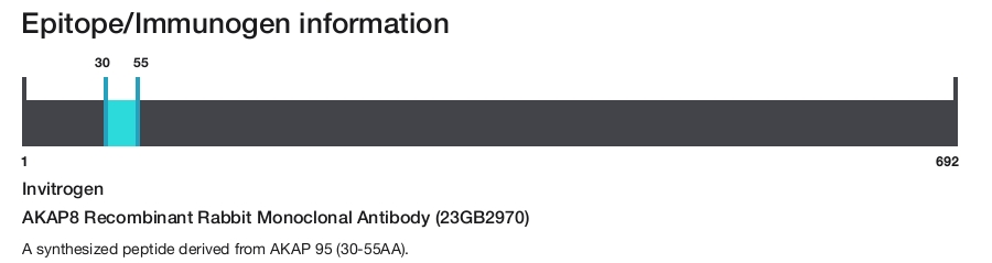 AKAP8 Recombinant Rabbit Monoclonal Antibody (23GB2970)