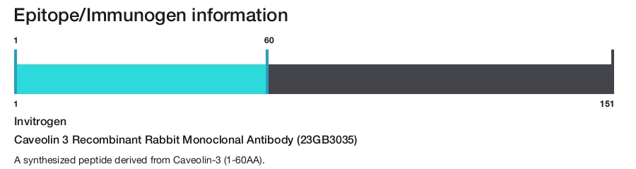 Caveolin 3 Recombinant Rabbit Monoclonal Antibody (23GB3035)